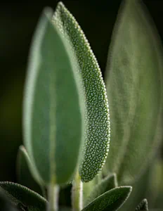 salvia